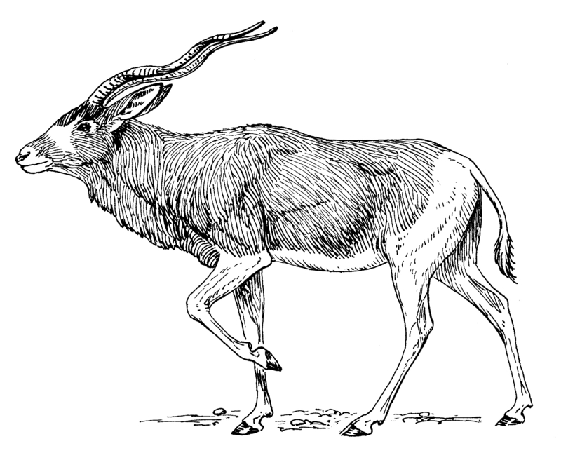 addax, white antelope (Addax nasomaculatus); DISPLAY FULL IMAGE.