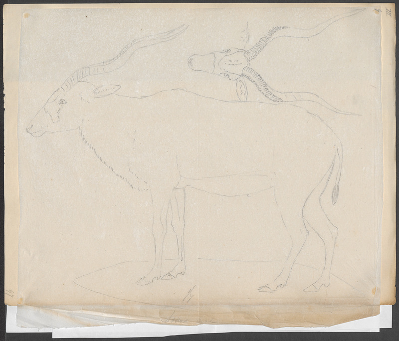 addax, white antelope (Addax nasomaculatus); DISPLAY FULL IMAGE.