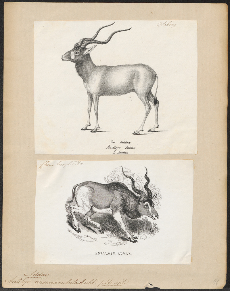 addax, white antelope (Addax nasomaculatus); DISPLAY FULL IMAGE.