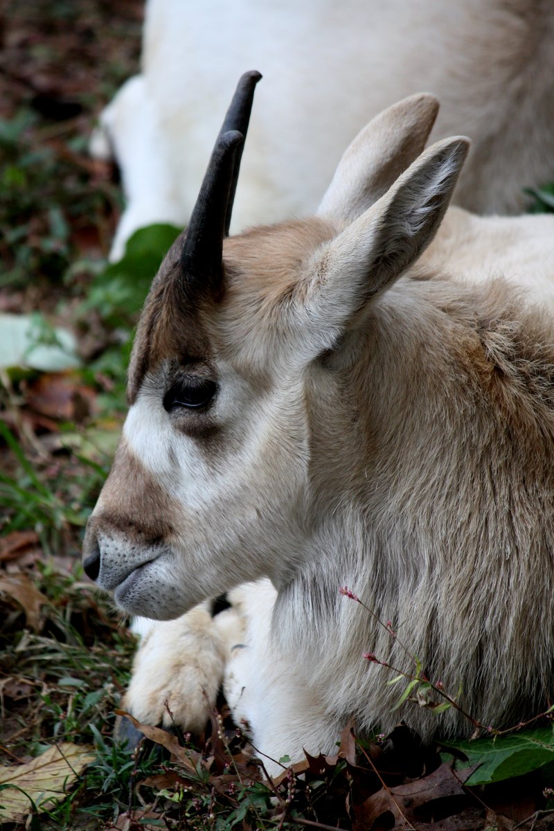 addax, white antelope (Addax nasomaculatus); DISPLAY FULL IMAGE.