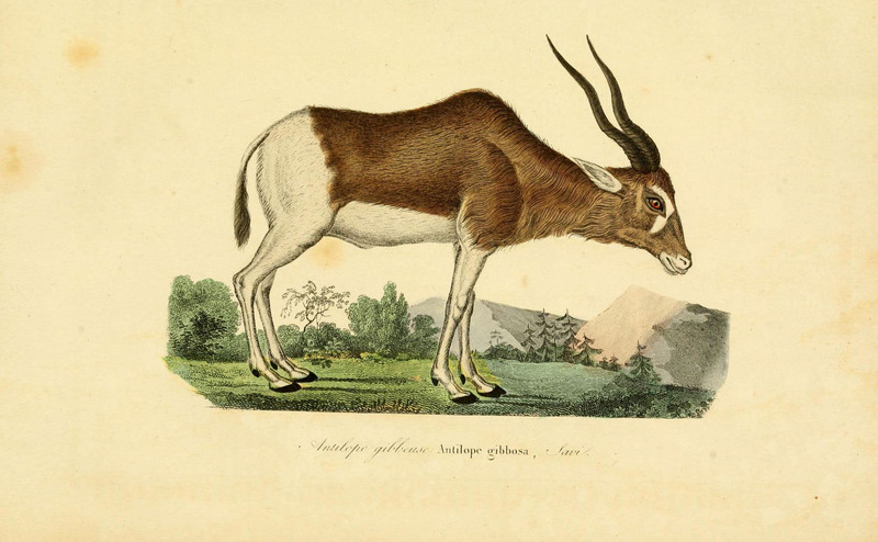 addax, white antelope (Addax nasomaculatus); DISPLAY FULL IMAGE.