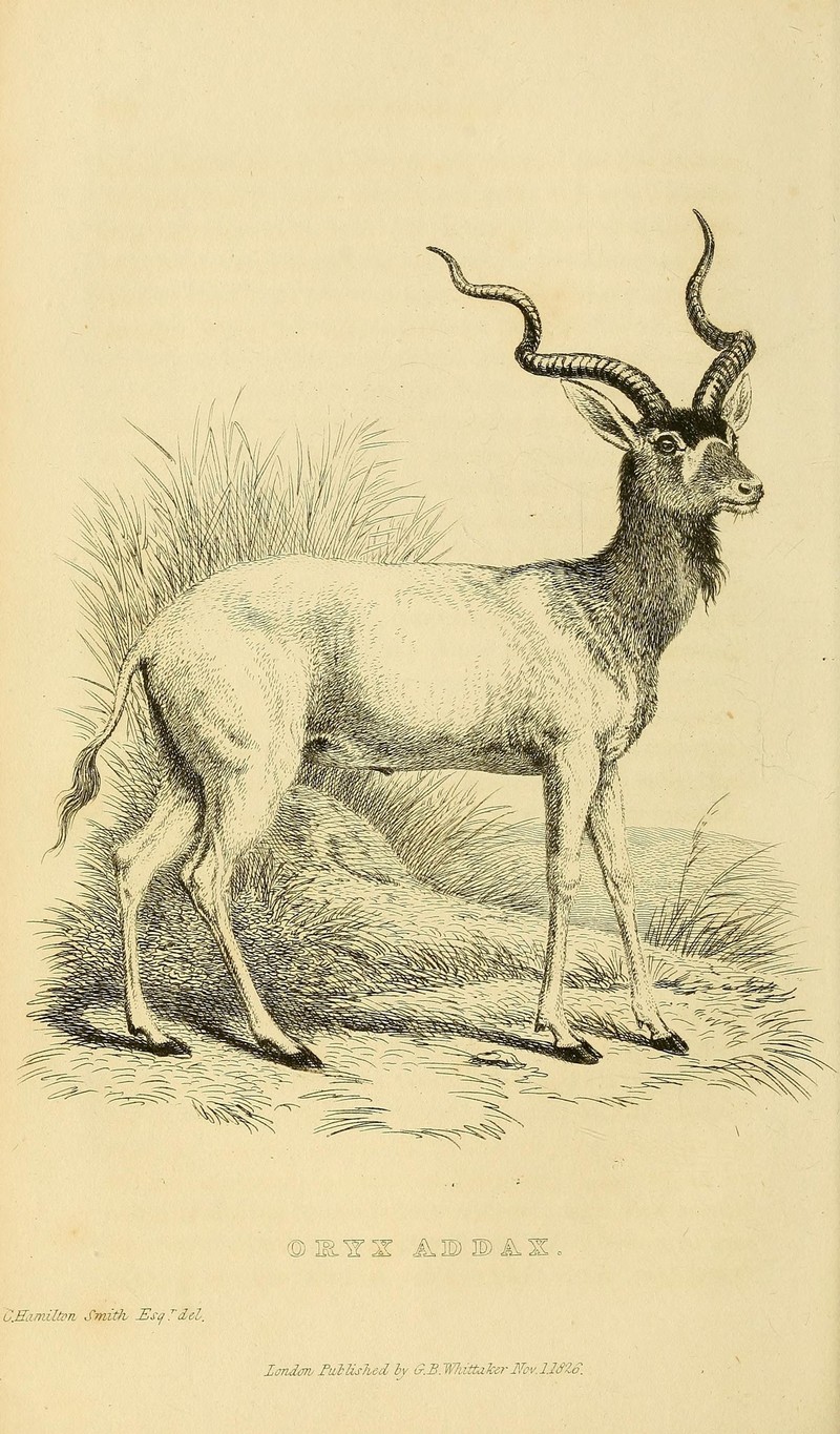 addax, white antelope (Addax nasomaculatus); DISPLAY FULL IMAGE.
