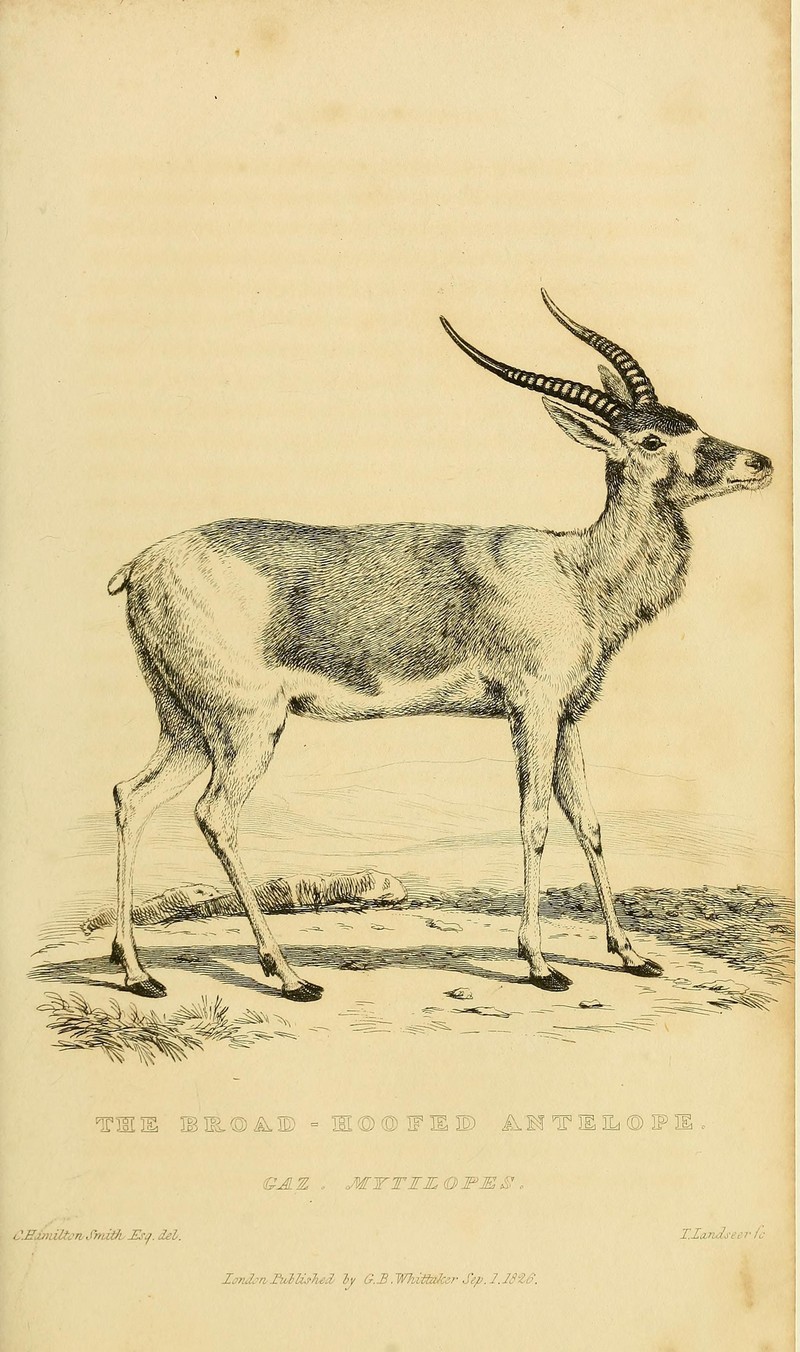 addax, white antelope (Addax nasomaculatus); DISPLAY FULL IMAGE.