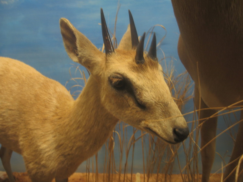 four-horned antelope, chousingha (Tetracerus quadricornis); DISPLAY FULL IMAGE.