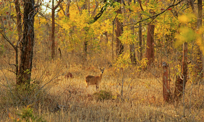 four-horned antelope, chousingha (Tetracerus quadricornis); DISPLAY FULL IMAGE.