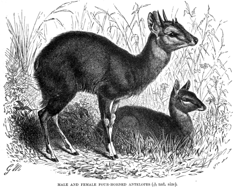 four-horned antelope, chousingha (Tetracerus quadricornis); DISPLAY FULL IMAGE.