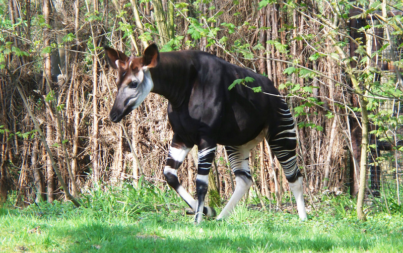 okapi (Okapia johnstoni); DISPLAY FULL IMAGE.