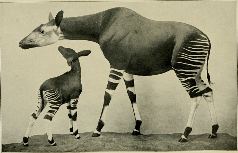 okapi (Okapia johnstoni); DISPLAY FULL IMAGE.