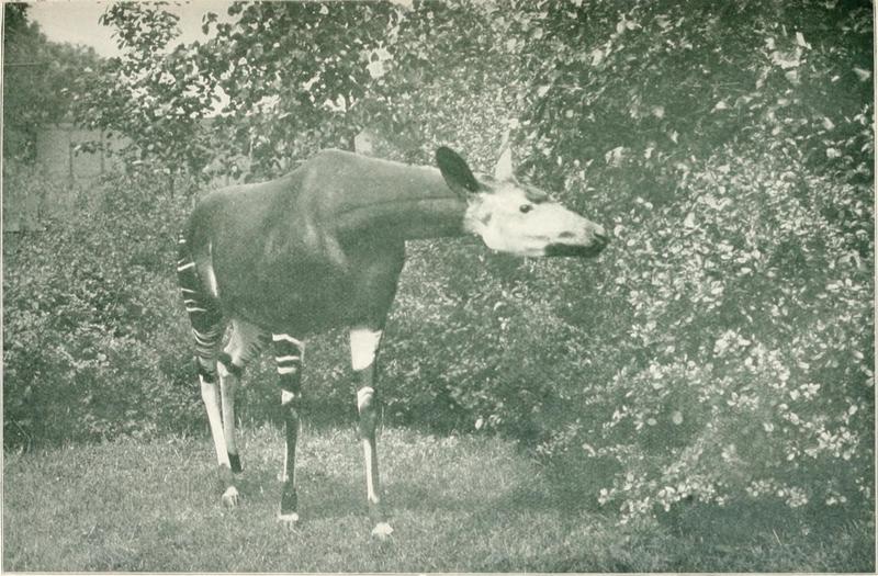 okapi (Okapia johnstoni); DISPLAY FULL IMAGE.