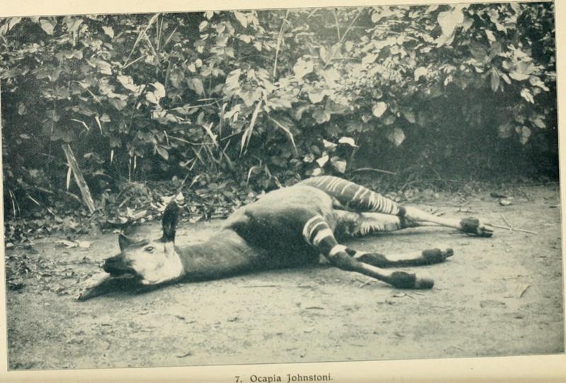 okapi (Okapia johnstoni); DISPLAY FULL IMAGE.