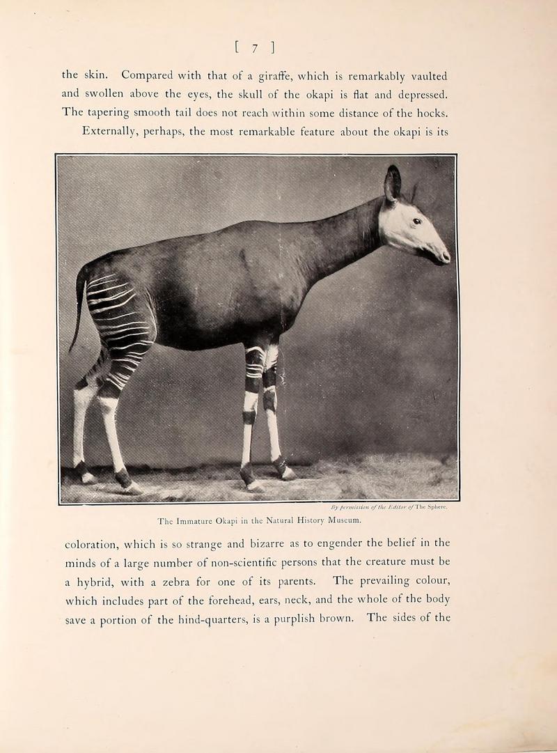 okapi (Okapia johnstoni); DISPLAY FULL IMAGE.