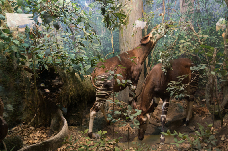 okapi (Okapia johnstoni); DISPLAY FULL IMAGE.