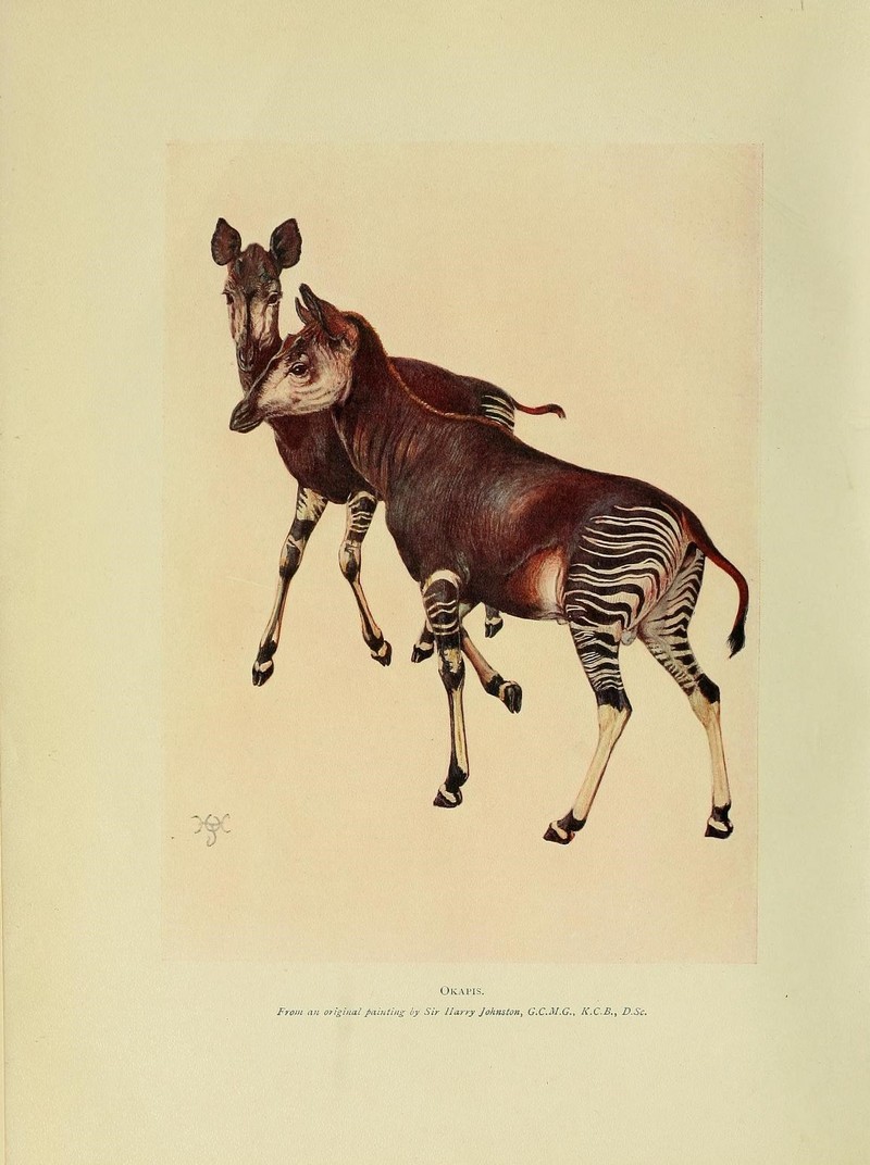 okapi (Okapia johnstoni); DISPLAY FULL IMAGE.
