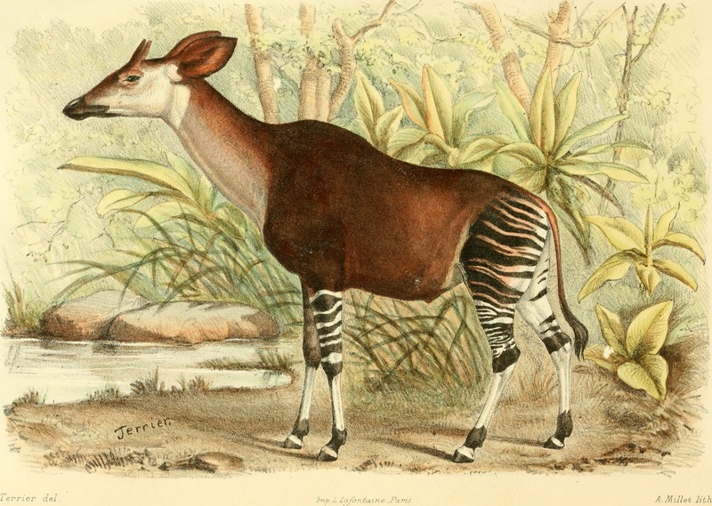 okapi (Okapia johnstoni); DISPLAY FULL IMAGE.