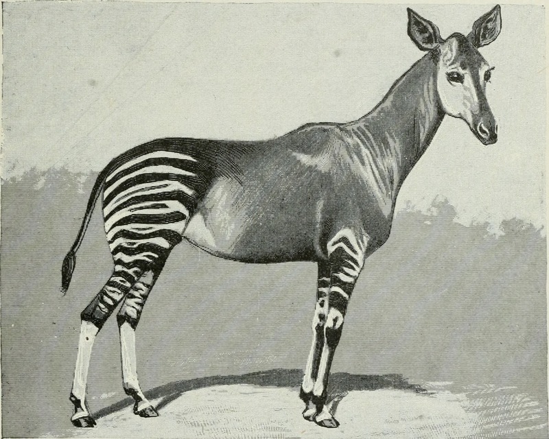 okapi (Okapia johnstoni); DISPLAY FULL IMAGE.