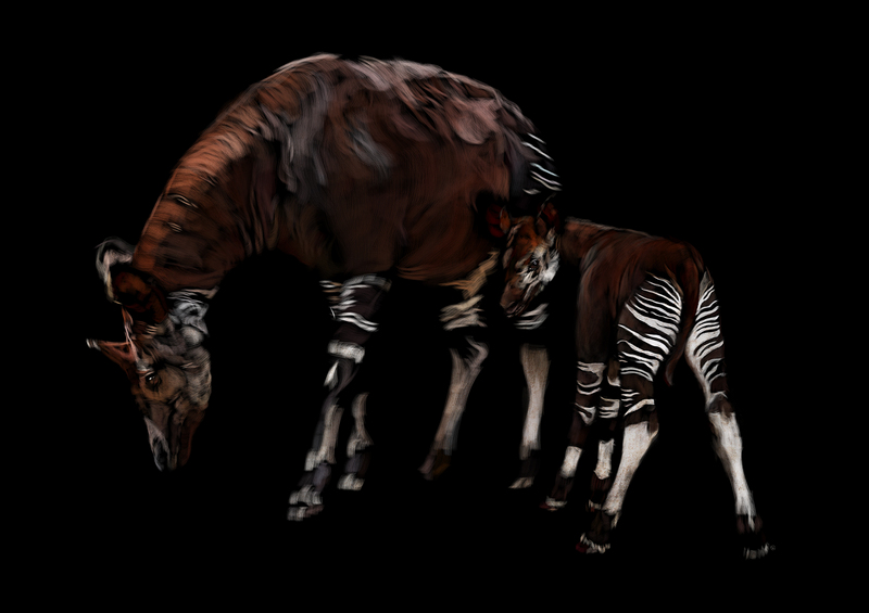 okapi (Okapia johnstoni); DISPLAY FULL IMAGE.