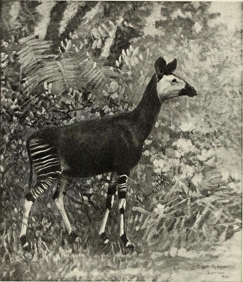 okapi (Okapia johnstoni); DISPLAY FULL IMAGE.