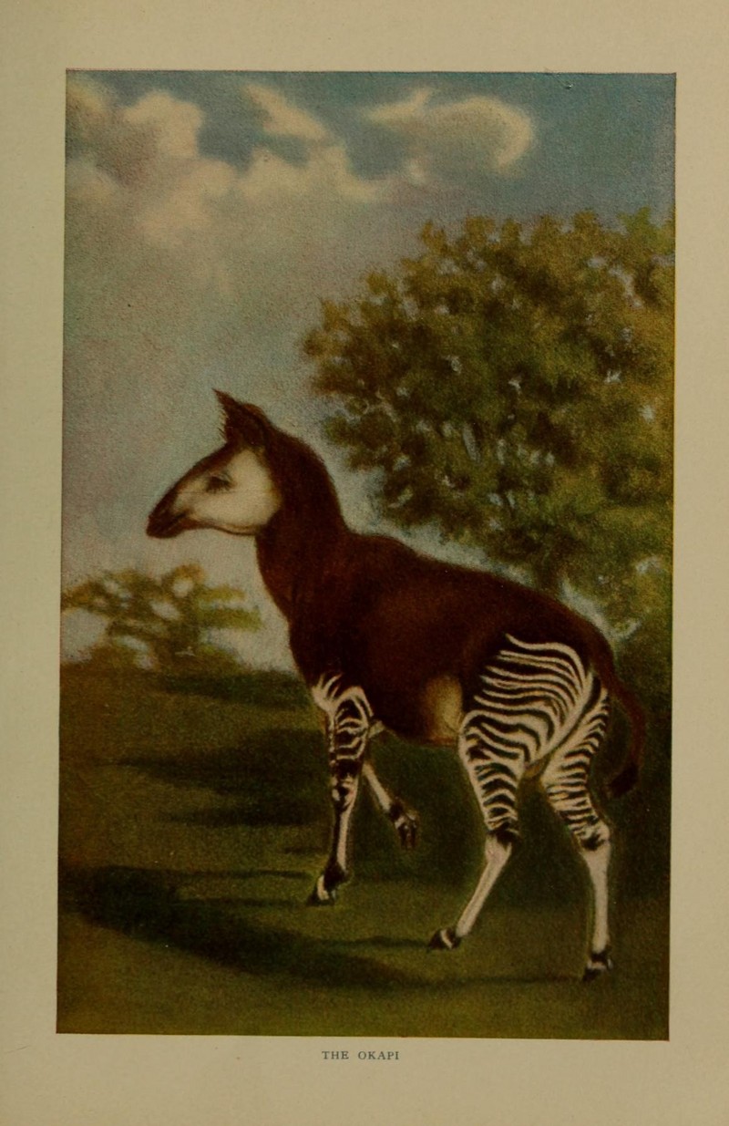 okapi (Okapia johnstoni); DISPLAY FULL IMAGE.