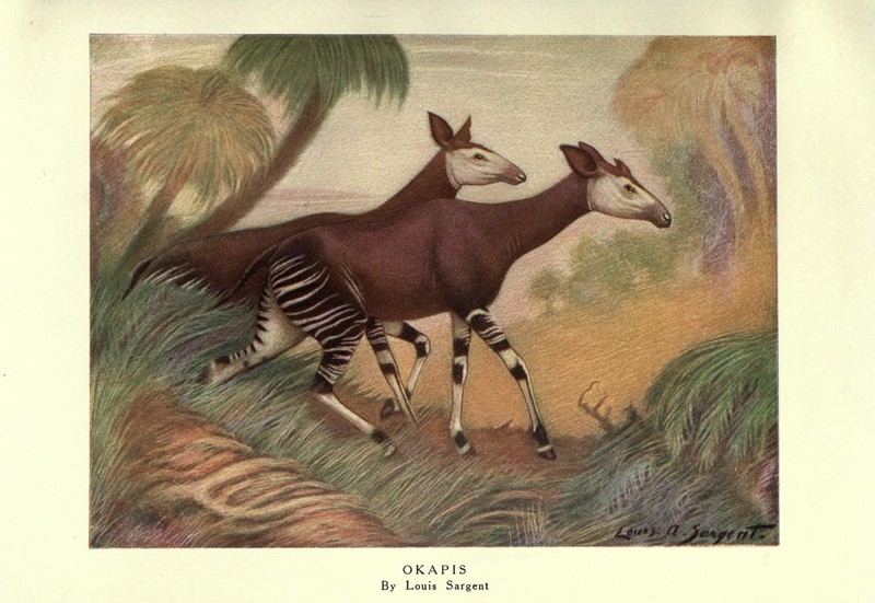 okapi (Okapia johnstoni); DISPLAY FULL IMAGE.