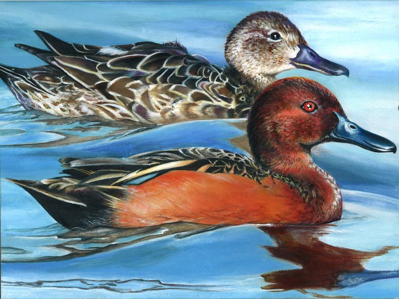 cinnamon teal (Anas cyanoptera); DISPLAY FULL IMAGE.