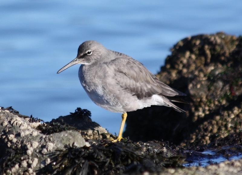 wandering tattler (Tringa incana); DISPLAY FULL IMAGE.