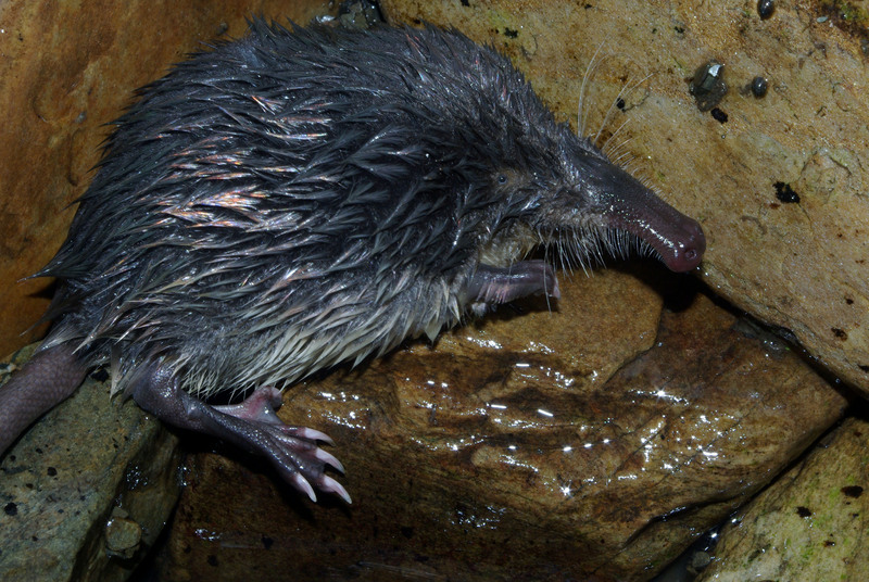 Pyrenean desman (Galemys pyrenaicus); DISPLAY FULL IMAGE.