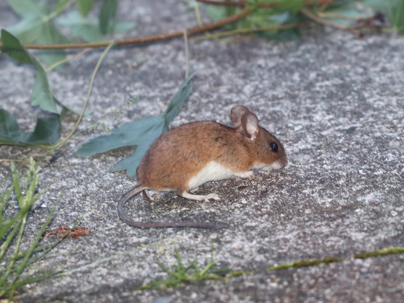 yellow-necked mouse (Apodemus flavicollis); DISPLAY FULL IMAGE.