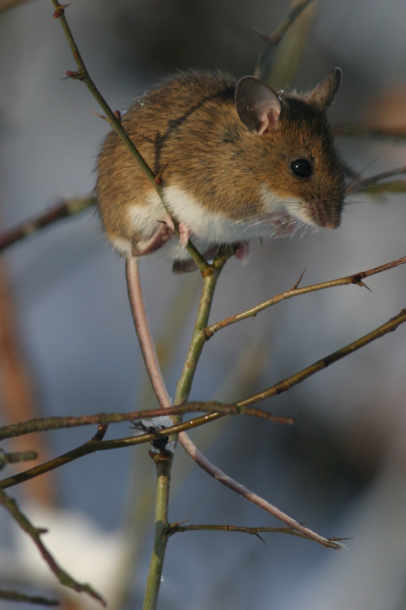 yellow-necked mouse (Apodemus flavicollis); DISPLAY FULL IMAGE.