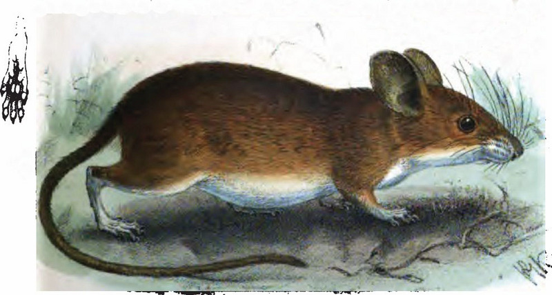 yellow-necked mouse (Apodemus flavicollis); DISPLAY FULL IMAGE.