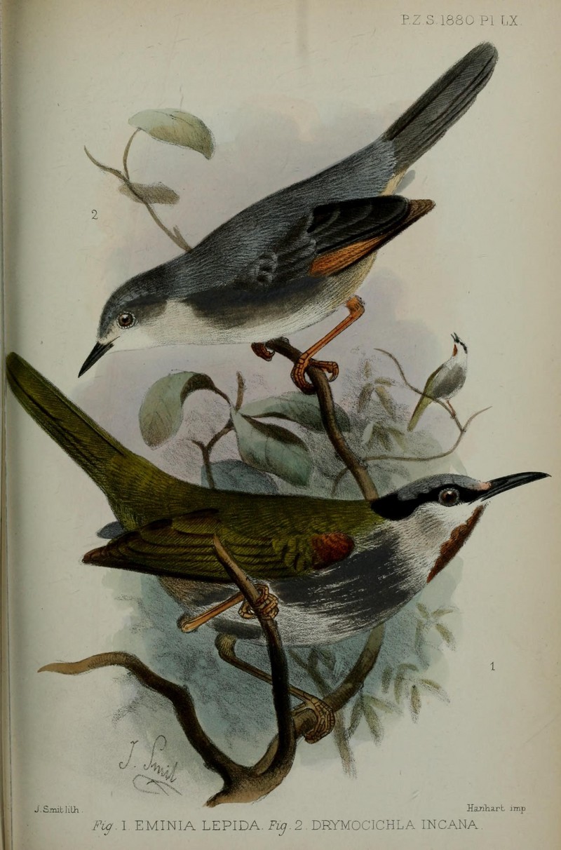 red-winged grey warbler (Drymocichla incana), grey-capped warbler (Eminia lepida); DISPLAY FULL IMAGE.