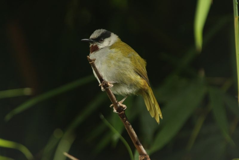 grey-capped warbler (Eminia lepida); DISPLAY FULL IMAGE.