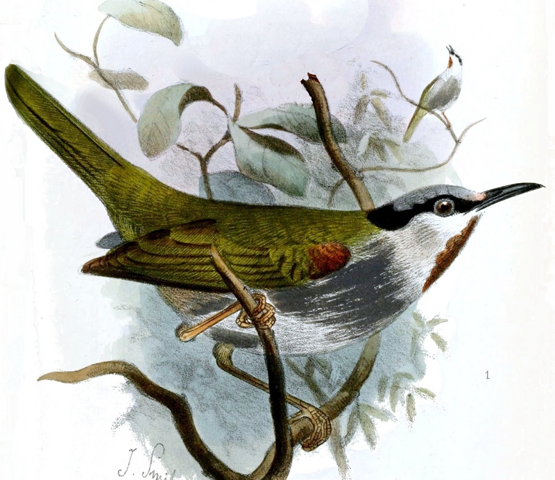 grey-capped warbler (Eminia lepida); DISPLAY FULL IMAGE.