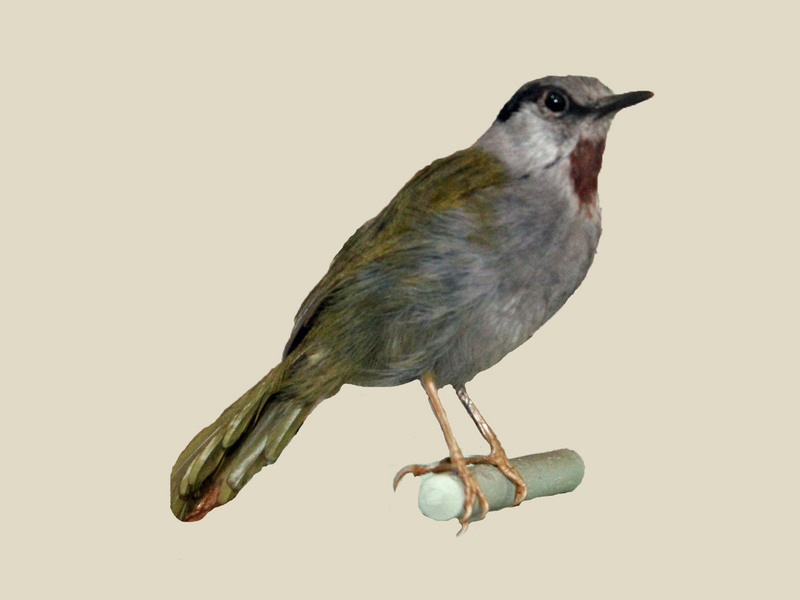grey-capped warbler (Eminia lepida); DISPLAY FULL IMAGE.
