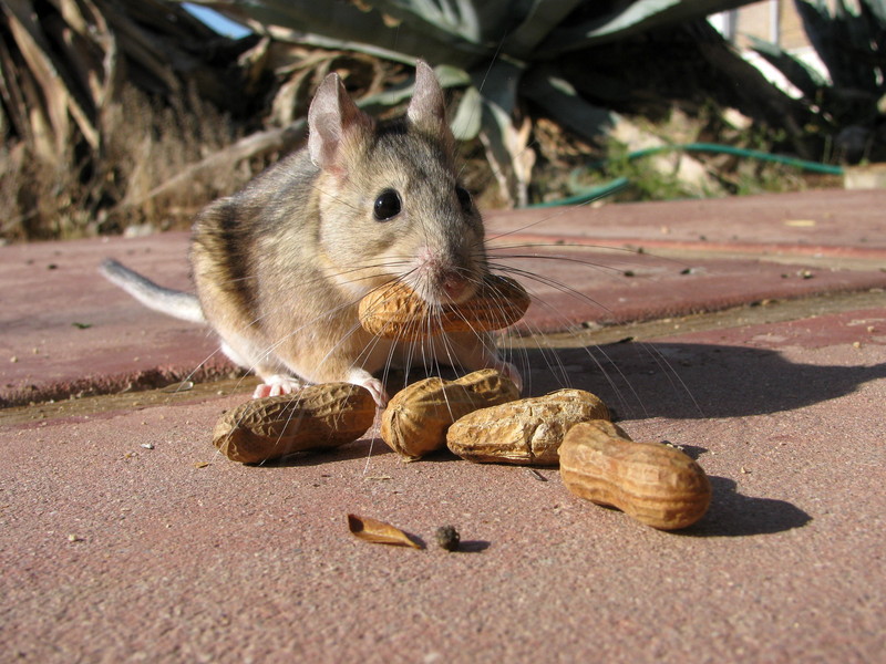desert woodrat (Neotoma lepida); DISPLAY FULL IMAGE.