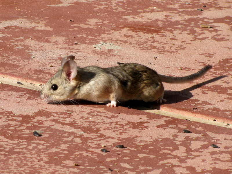 desert woodrat (Neotoma lepida); DISPLAY FULL IMAGE.