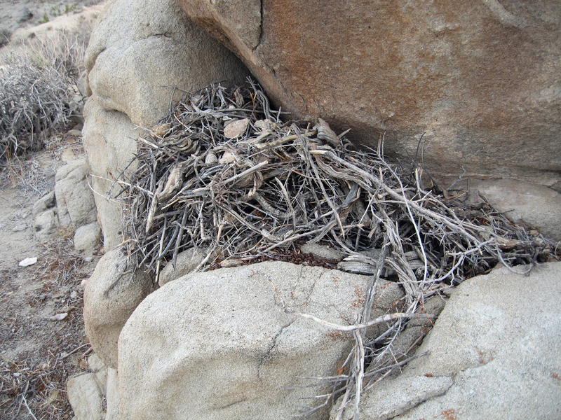desert woodrat (Neotoma lepida); DISPLAY FULL IMAGE.