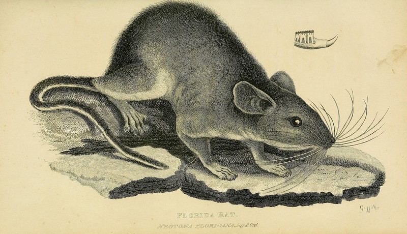 eastern woodrat (Neotoma floridana); DISPLAY FULL IMAGE.