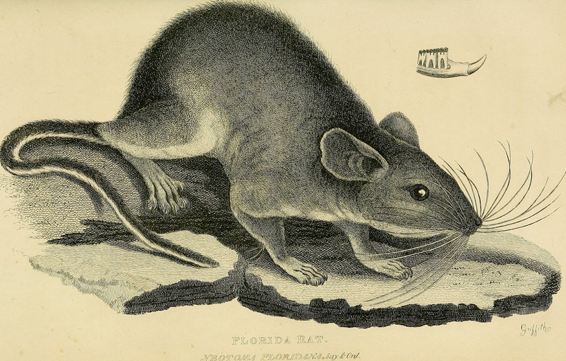 eastern woodrat (Neotoma floridana); DISPLAY FULL IMAGE.