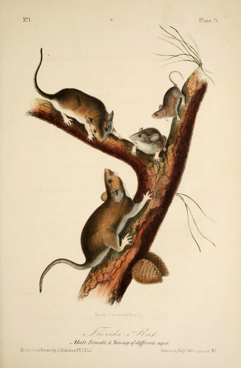 eastern woodrat (Neotoma floridana); DISPLAY FULL IMAGE.