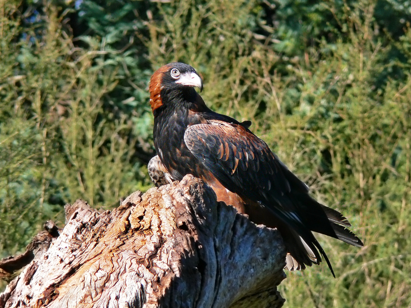 black-breasted buzzard (Hamirostra melanosternon); DISPLAY FULL IMAGE.