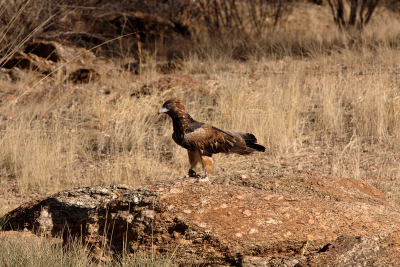 black-breasted buzzard (Hamirostra melanosternon); DISPLAY FULL IMAGE.