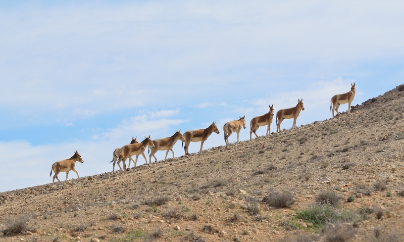 Asiatic wild ass, onager (Equus hemionus); DISPLAY FULL IMAGE.