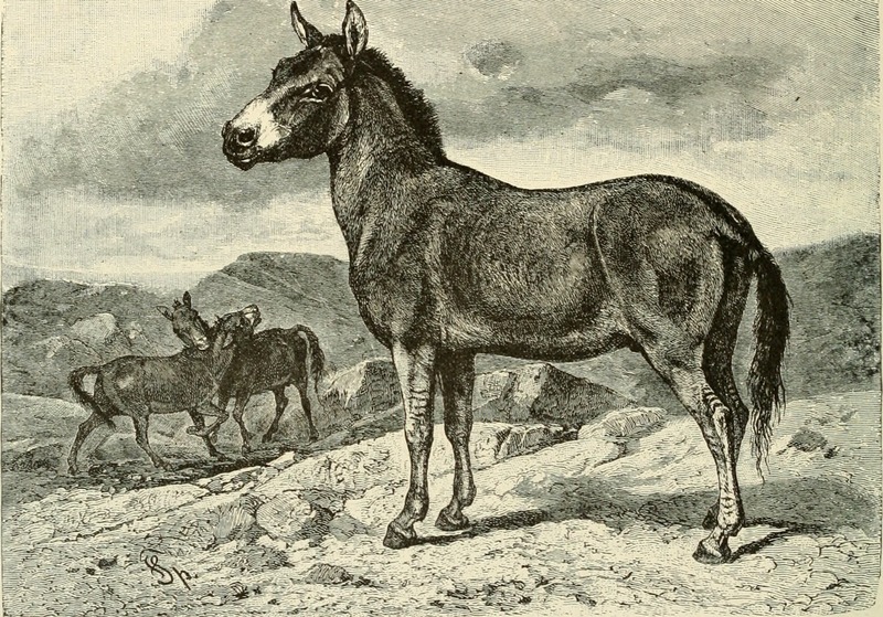 Asiatic wild ass, onager (Equus hemionus); DISPLAY FULL IMAGE.