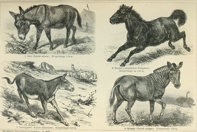 African wild donkey (Equus africanus), tarpan or Eurasian wild horse (Equus ferus ferus), Asiatic wild ass or onager (Equus hemionus), quagga (Equus quagga quagga); DISPLAY FULL IMAGE.