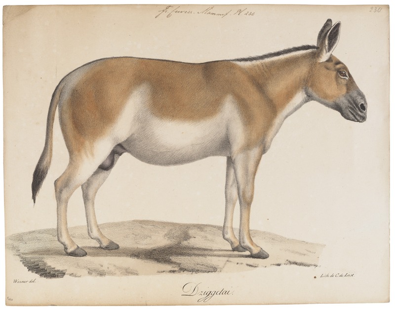 Asiatic wild ass, onager (Equus hemionus); DISPLAY FULL IMAGE.