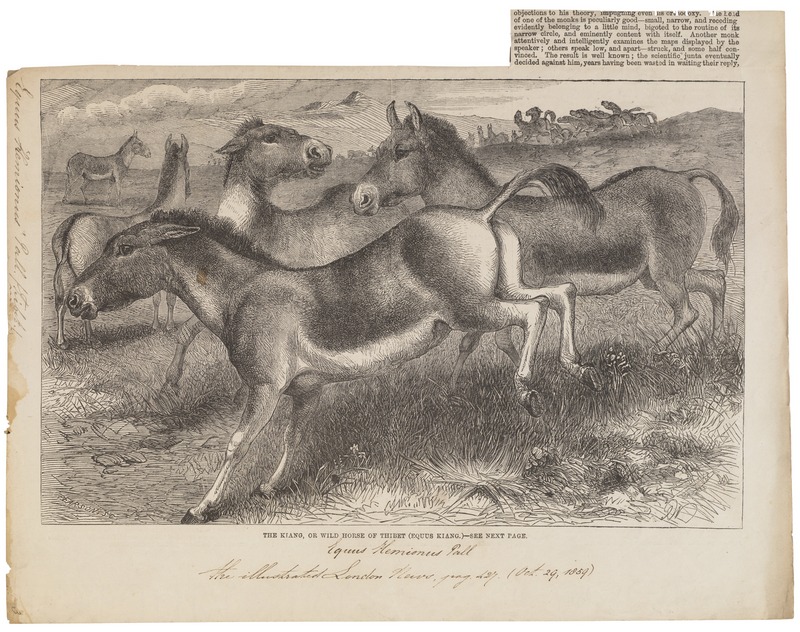 Asiatic wild ass, onager (Equus hemionus); DISPLAY FULL IMAGE.