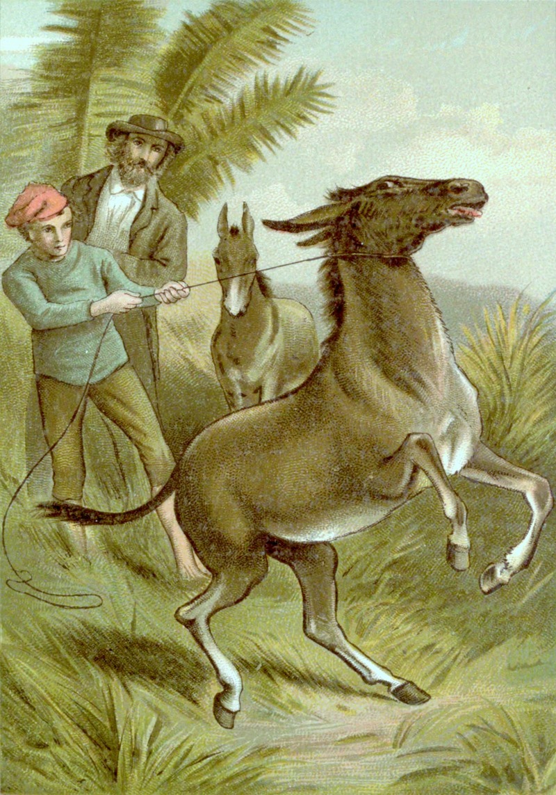 Asiatic wild ass, onager (Equus hemionus); DISPLAY FULL IMAGE.