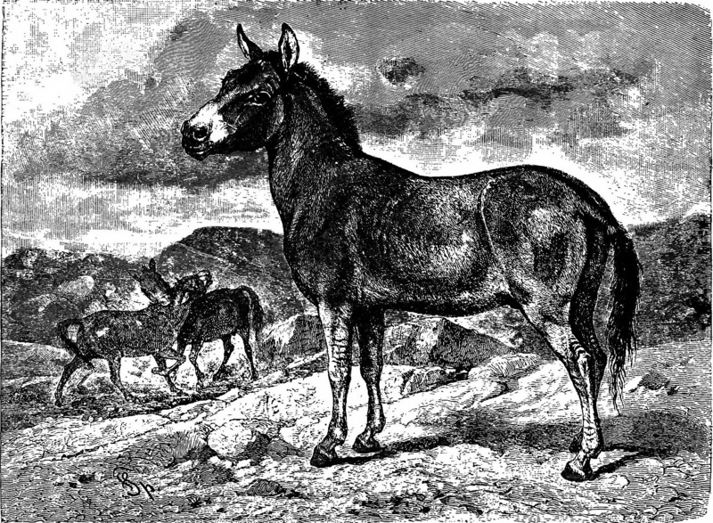 Asiatic wild ass, onager (Equus hemionus); DISPLAY FULL IMAGE.