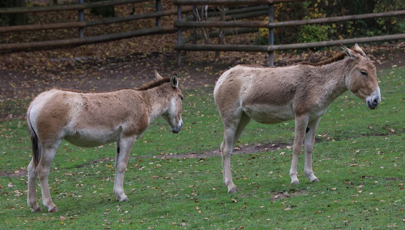 Transcaspian wild ass (Equus hemionus kulan); DISPLAY FULL IMAGE.