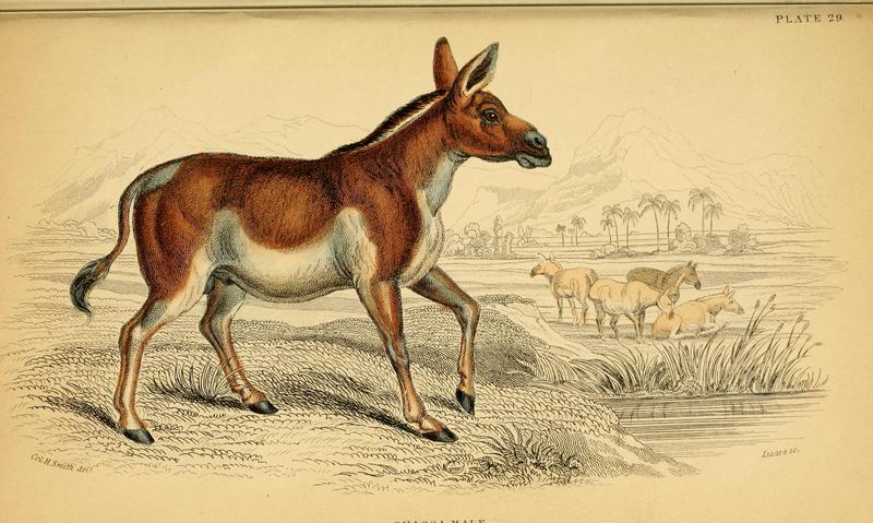 Mongolian wild ass (Equus hemionus hemionus); DISPLAY FULL IMAGE.